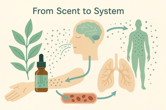 From Scent to System: How Essential Oils Enter the Body
